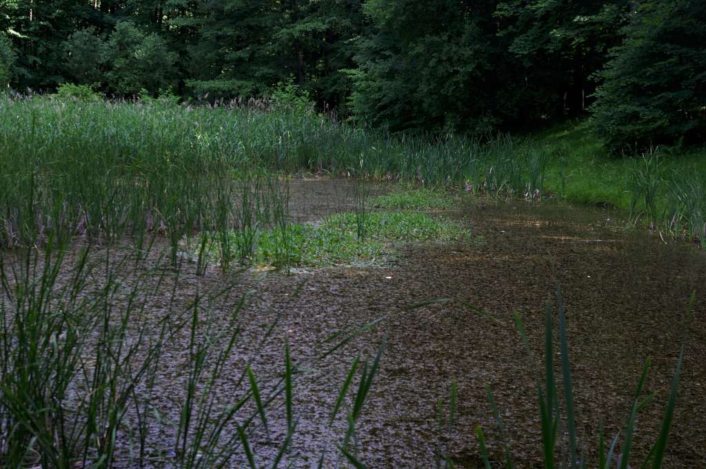 IMGP0205-1024.jpg