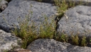 IMGP0143-1024.jpg