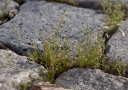 IMGP0146-1024.jpg