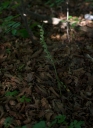IMGP0257-1024.jpg
