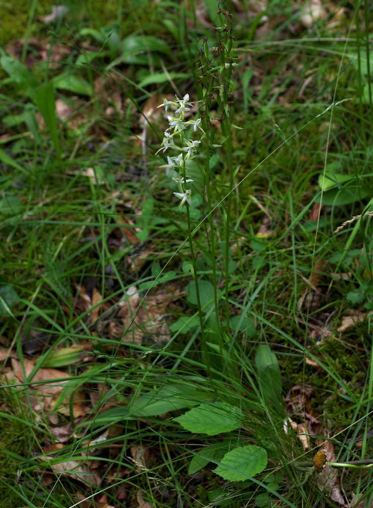 IMGP0467-1024.jpg
