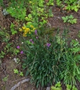 IMGP0408-1024.jpg