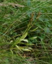 IMGP0471-1024.jpg