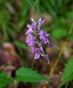 IMGP0479-1024.jpg