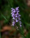 IMGP0481-1024.jpg