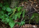 IMGP0490-1024.jpg