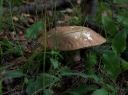 IMGP0581-1024.jpg