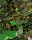 IMGP0602-1024.jpg