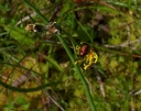 IMGP0642-1024.jpg
