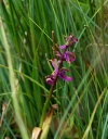 IMGP0644-1024.jpg