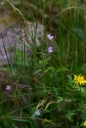 IMGP0654-1024.jpg