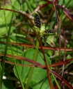 IMGP0658-1024.jpg