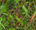 IMGP0676-1024.jpg