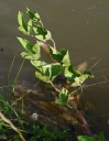 IMGP8675-1024.jpg