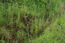 IMGP8724-1024.jpg