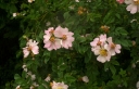 IMGP8789-1024.jpg