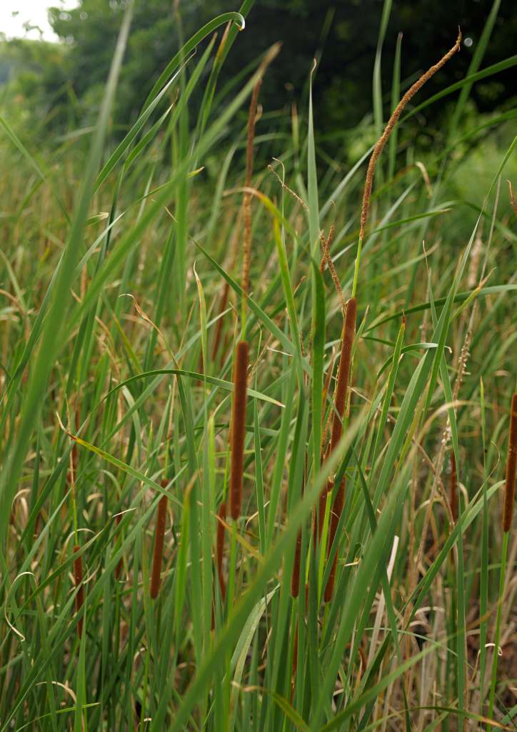 IMGP0975-1024.jpg