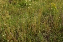 IMGP0957-1024.jpg