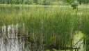 IMGP0972-1024.jpg