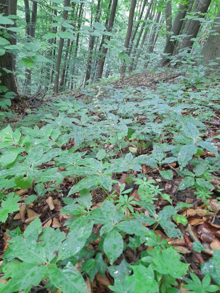 IMG_20250710_155113-1024~0.jpg
