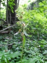 IMG_20250710_145003-1024~0.jpg