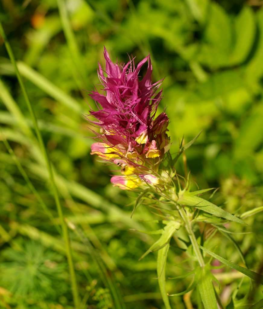 IMGP0997-1024.jpg