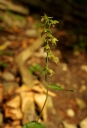 IMGP1066-1024.jpg