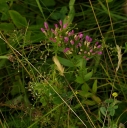 IMGP1081-1024.jpg