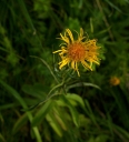 IMGP1082-1024.jpg