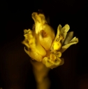 IMGP1092-1024.jpg