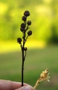 IMGP1106-1024.jpg