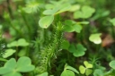 IMGP1290-1024.jpg