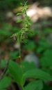 IMGP1438-1024.jpg