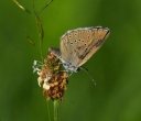 IMGP1518-1024.jpg