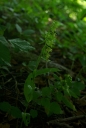 IMGP1610-1024.jpg
