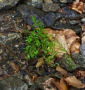 IMGP1699-1024.jpg