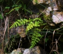 IMGP1818-1024.jpg