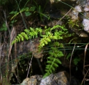IMGP1820-1024.jpg