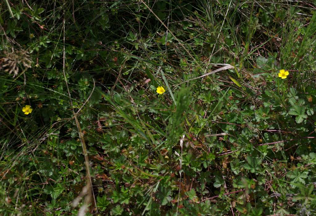 IMGP2367-1024.jpg