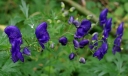 IMGP2450-1024.jpg
