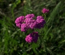 IMGP2852-1024.jpg