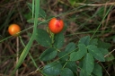 IMGP2915-1024.jpg