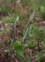 IMGP2924-1024.jpg