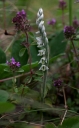 IMGP2928-1024.jpg