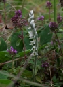 IMGP2930-1024.jpg