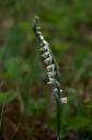 IMGP2955-1024.jpg