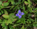 IMGP3016-1024.jpg