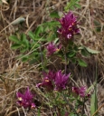 IMGP3024-1024.jpg