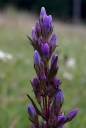IMGP3050-1024.jpg
