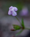 IMGP3090-1024.jpg
